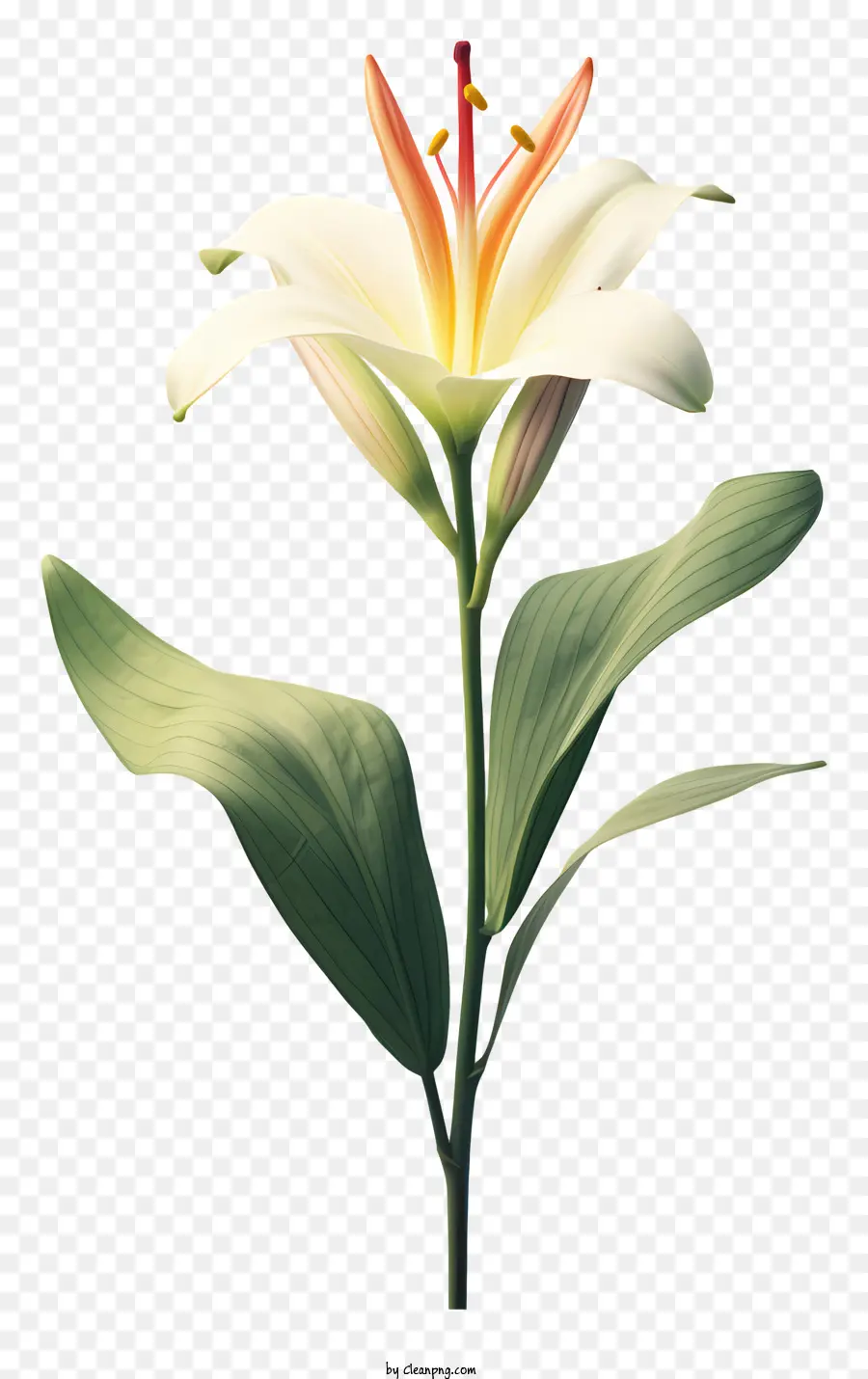 Blanc Fleur De Lys，Fleur De Jardin PNG