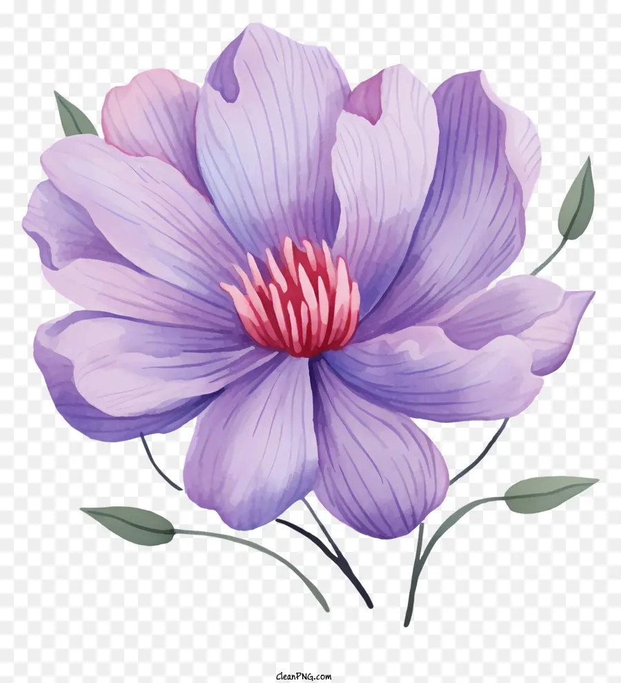 Fleur Pourpre，Pétales Roses Et Violettes PNG
