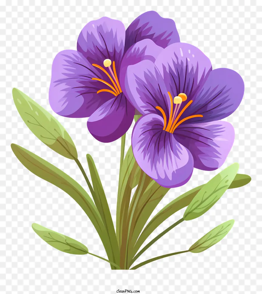 Crocus Violets，Feuilles Vertes PNG