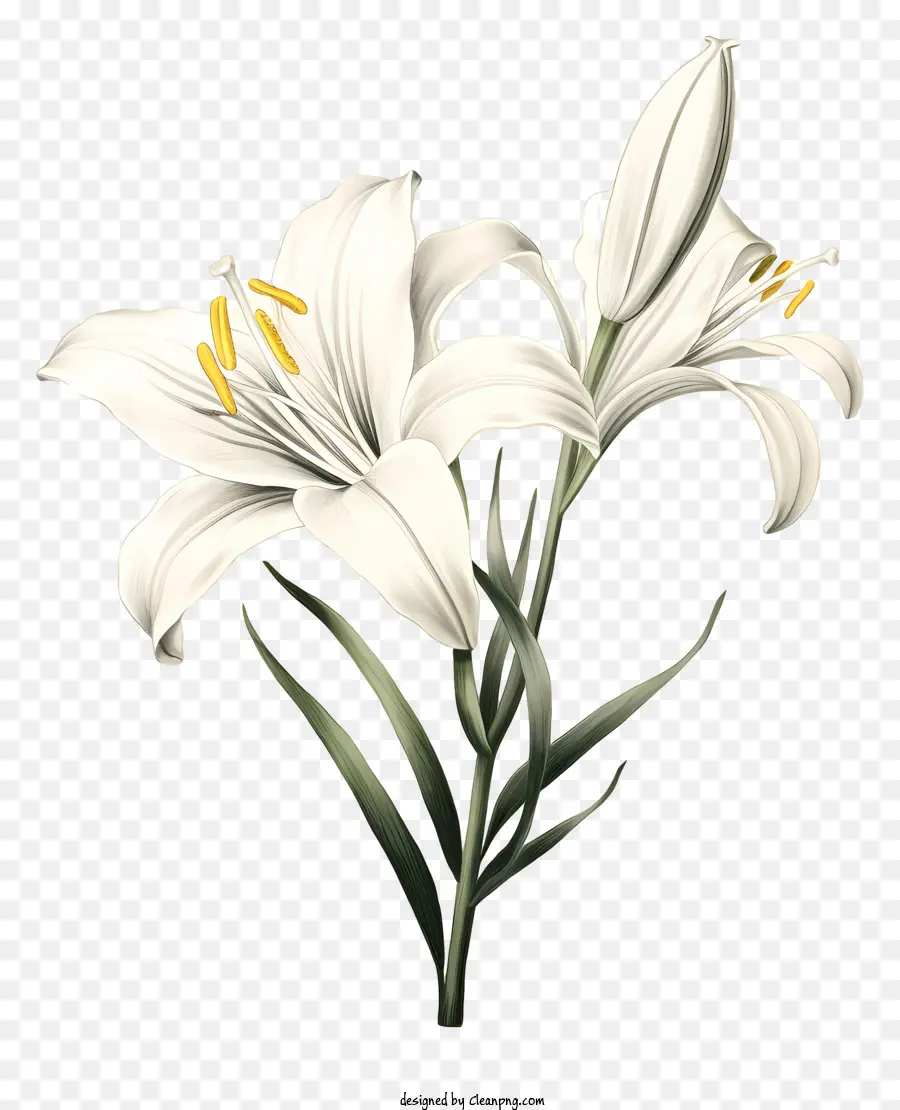 Lys Blanc，Fleur PNG