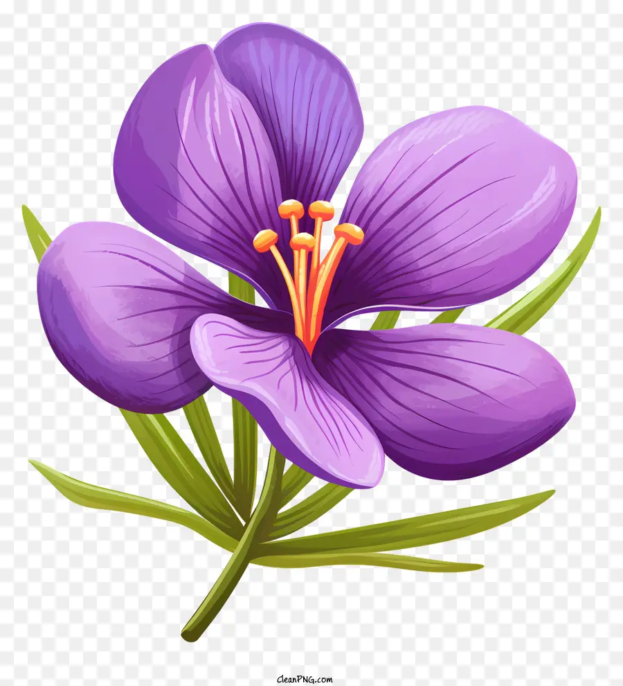 Fleur Pourpre，étamine Longue PNG