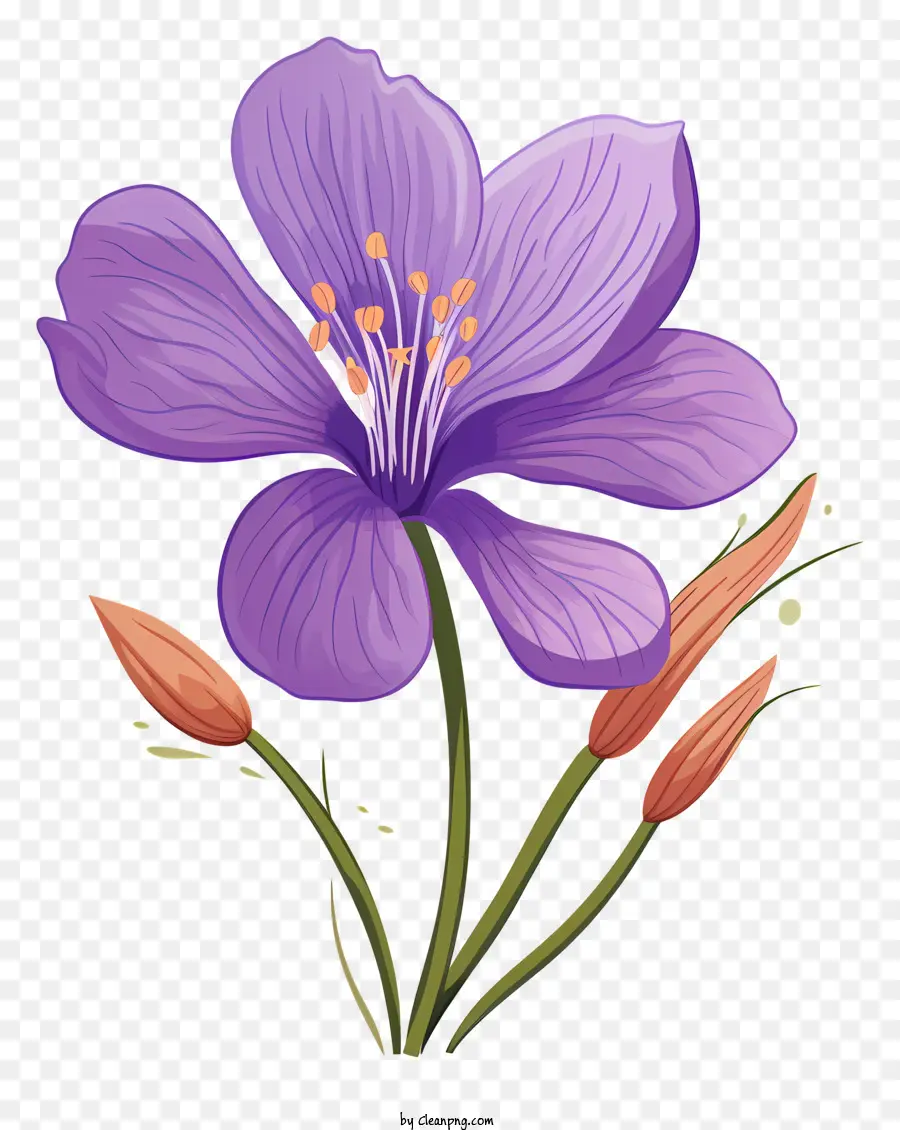 Fleur，Violet PNG