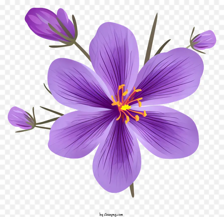Fleur De Safran Violet，Trois Fleurs Pétales PNG