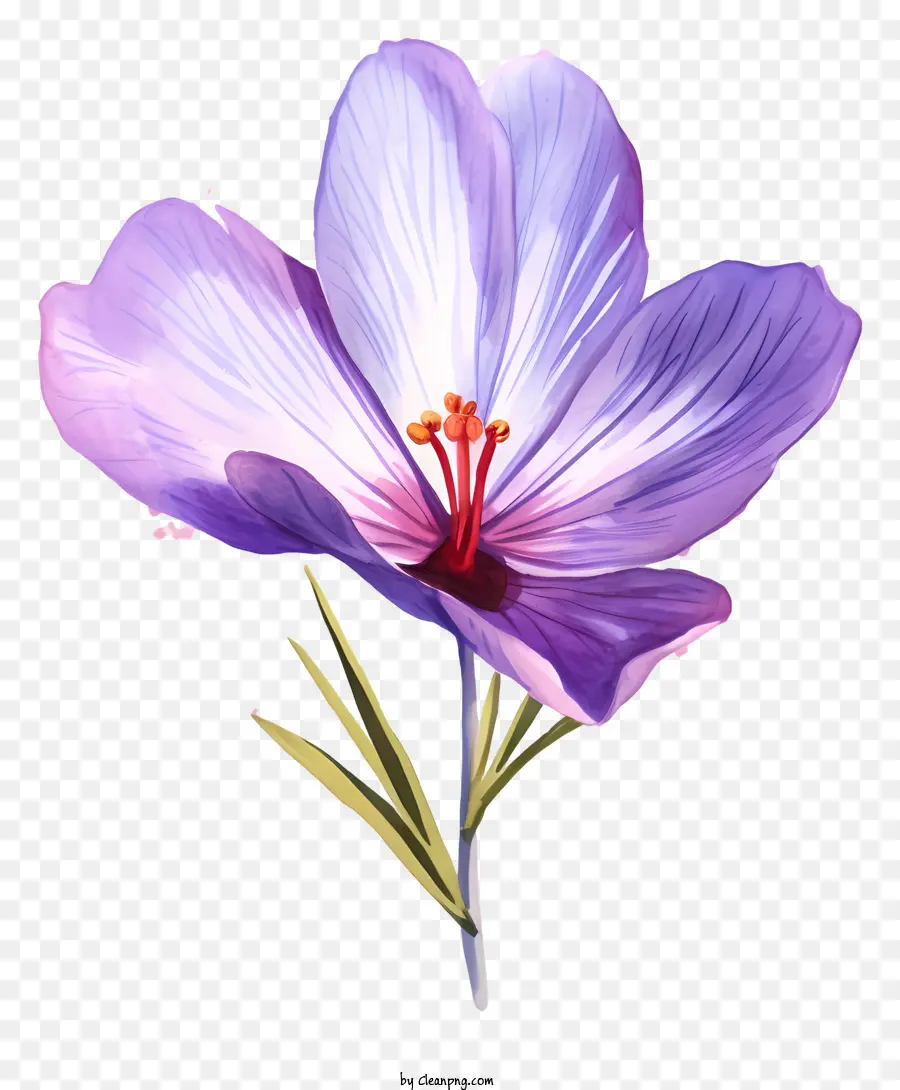 Fleur D'iris Violet，Iris Cinq Sital PNG