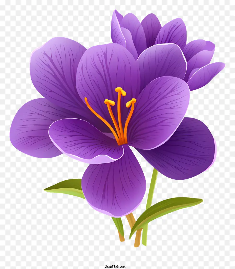Fleur De Crocus Violet，Ornement De Fleurs PNG