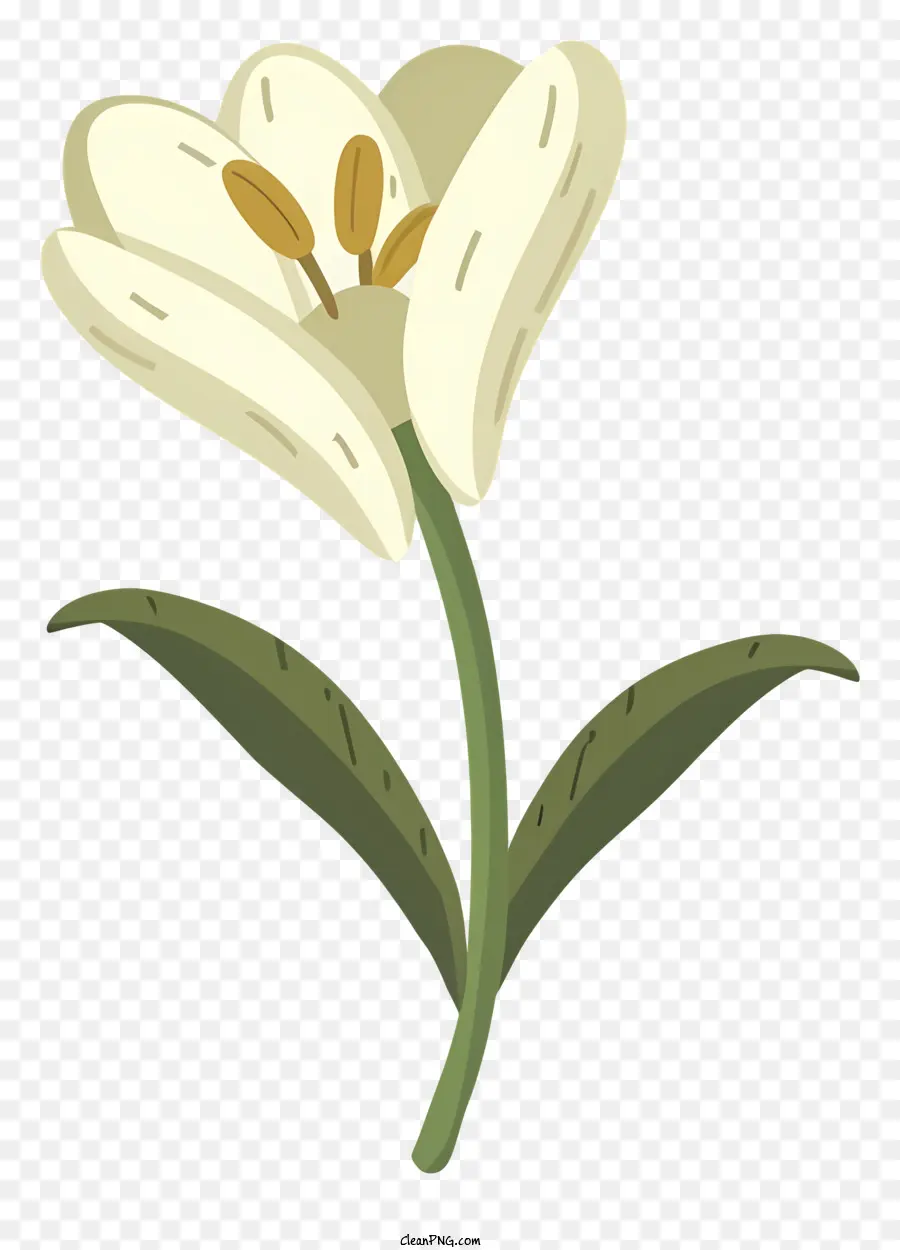 Tulipe Fleur，Tulipe Blanche PNG