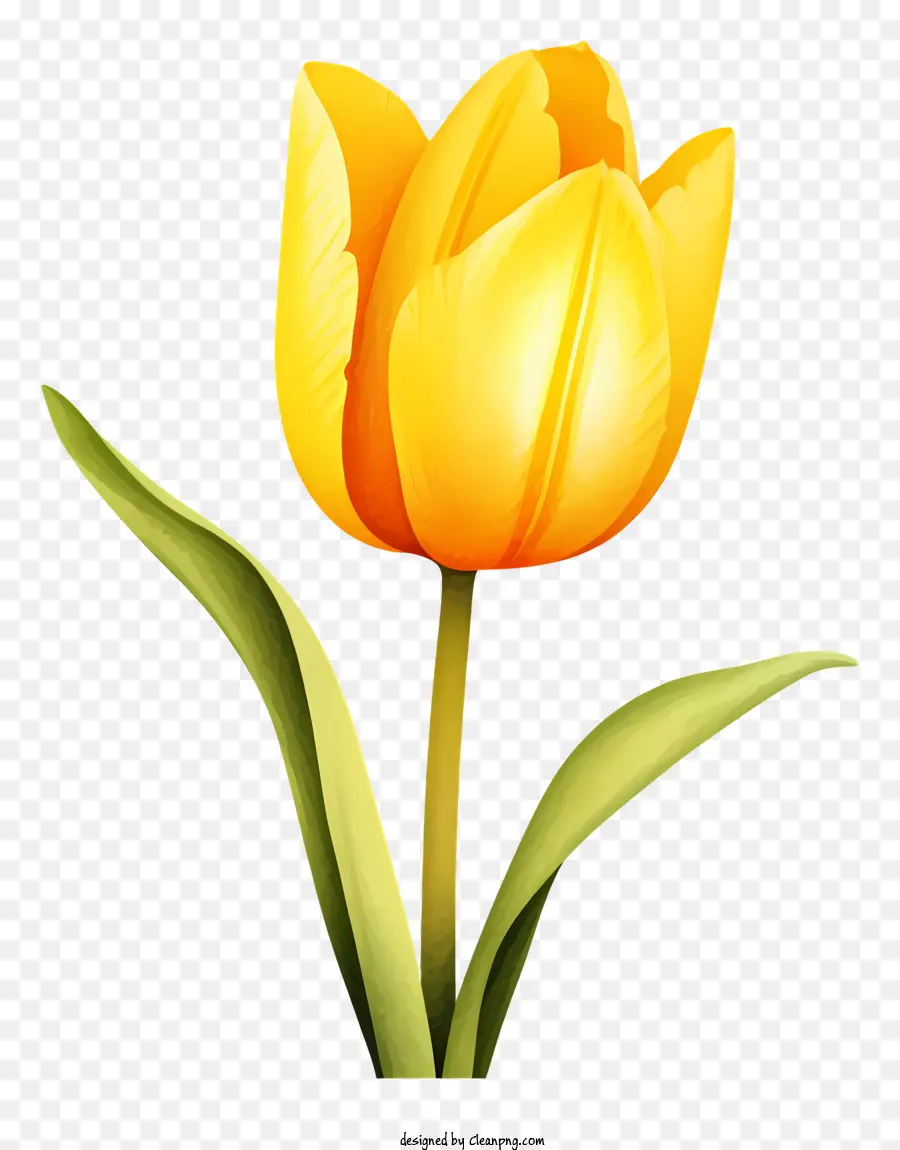 Tulipe Jaune，Floral De La Photographie PNG