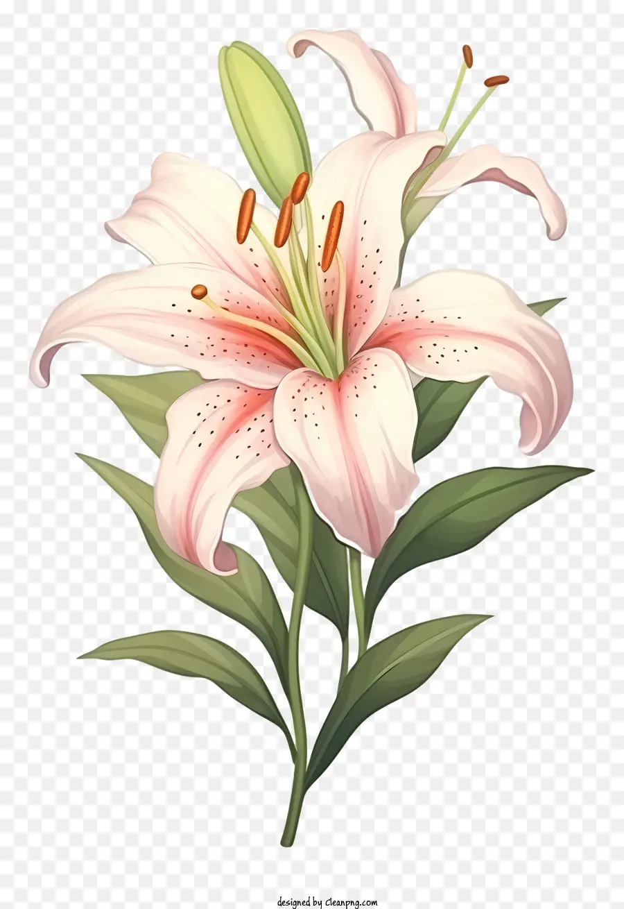 Fleur De Lys，Lily Rose PNG