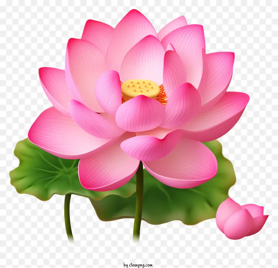 Fleur De Lotus，Pétales PNG