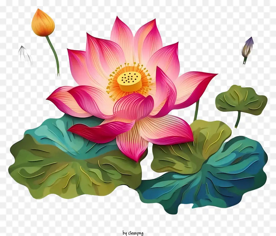 Fleur De Lotus Rose，Grands Pétales PNG