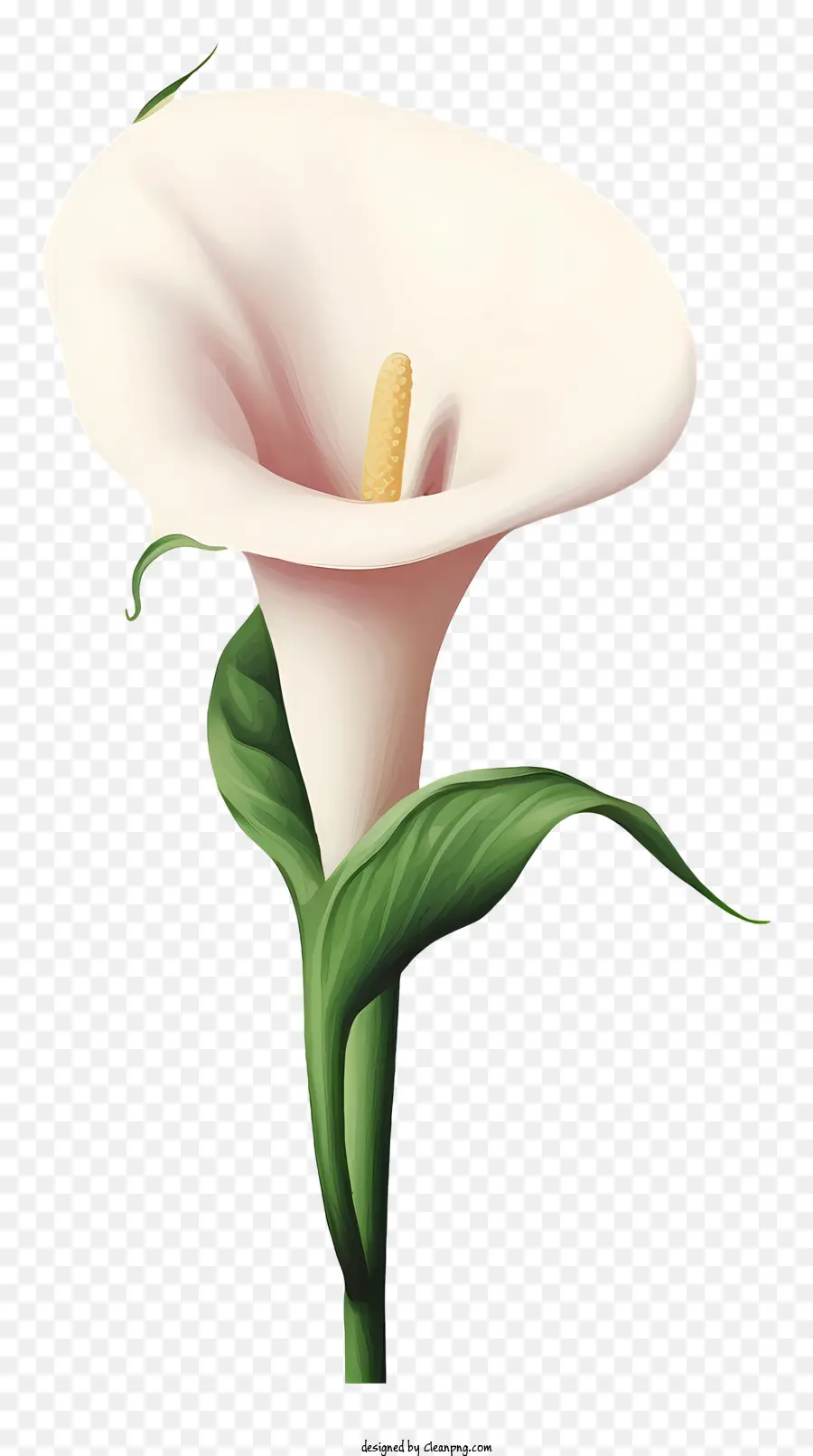 Lily Calla，Fleur Blanche PNG