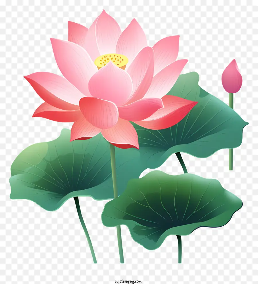 Fleur De Lotus，Fleurir PNG