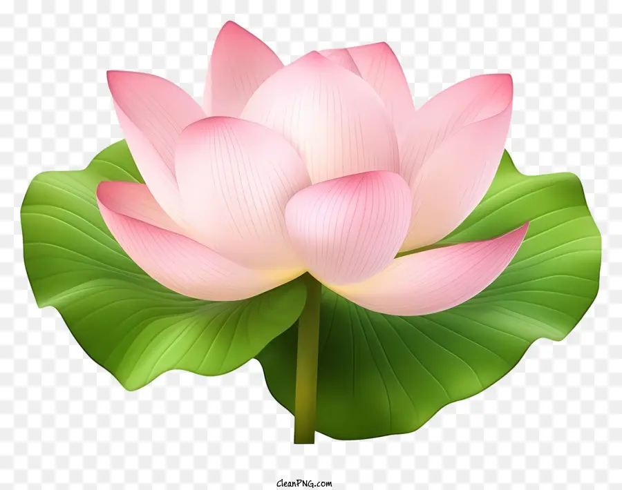 Fleur De Lotus Rose，Feuilles Vertes PNG