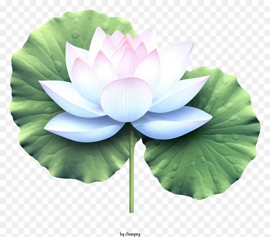 Fleur De Lotus Rose，Pétales Blancs PNG
