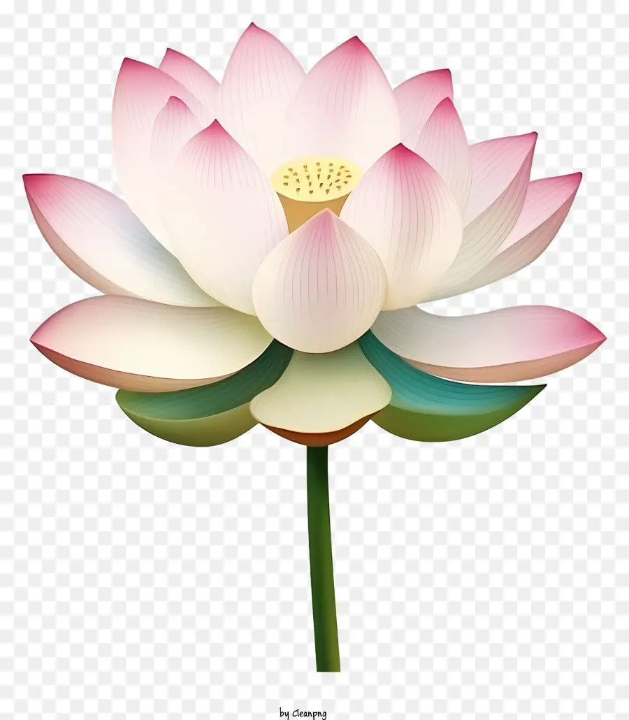 Fleur De Lotus Rose，Lotus En Fleurs PNG