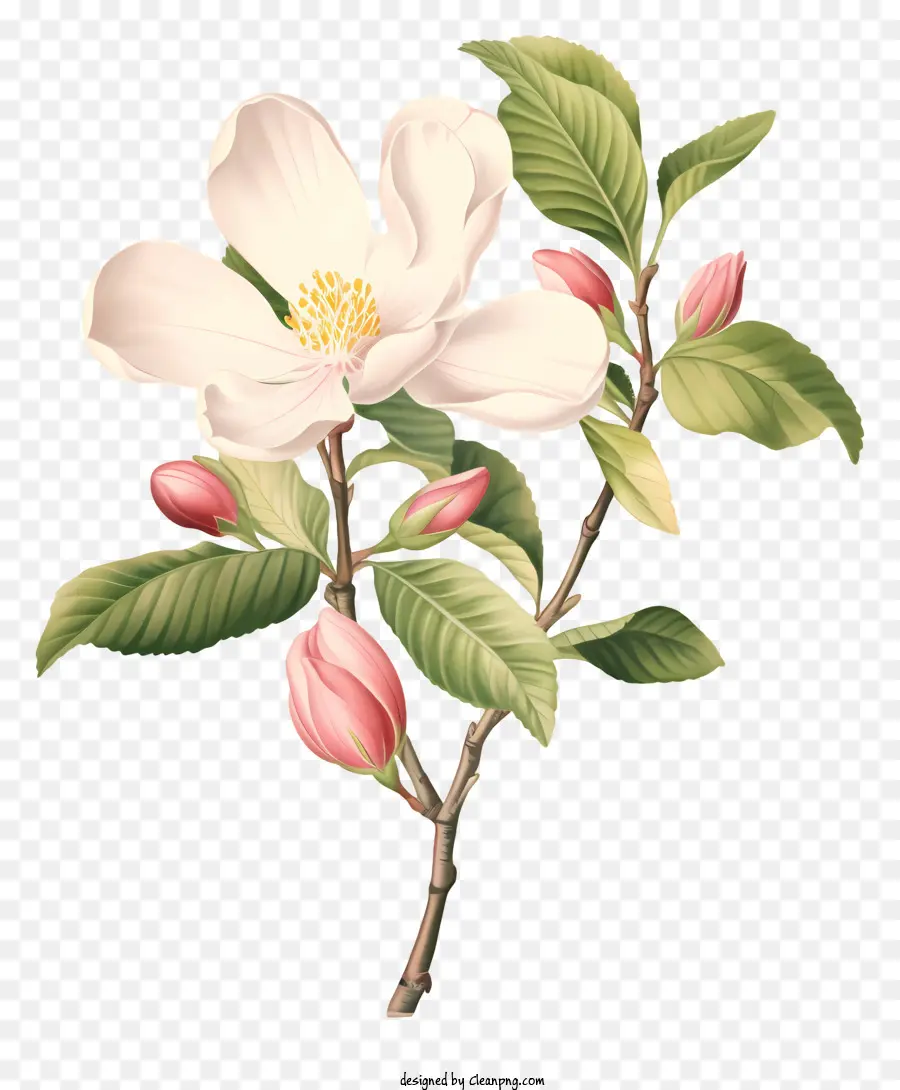 Fleur Blanche，Fleurs Blanches PNG