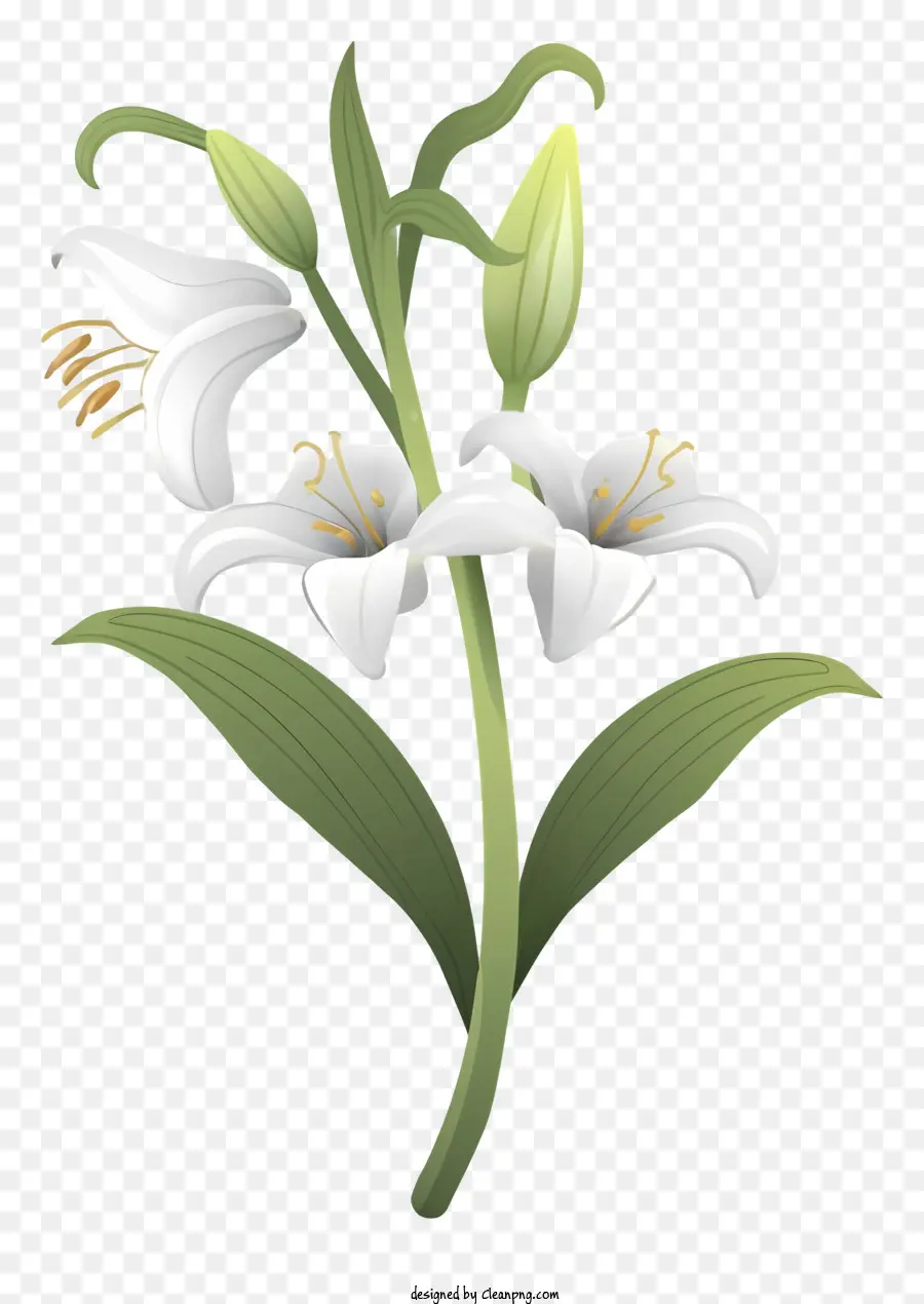 Blanc Fleur De Lys，Tige De Lys Et Feuilles PNG