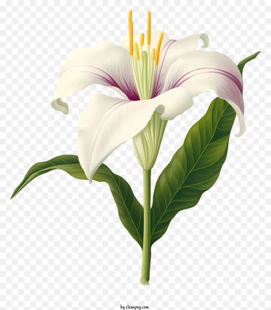Blanc Fleur De Lys，Arrière Plan Noir PNG