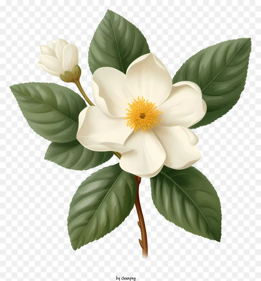 Fleur De Magnolia Blanche，Pétales De Forme Ovale PNG