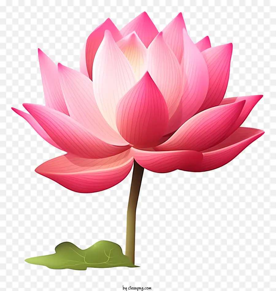 Fleur De Lotus Rose，Symbolisme De Fleur De Lotus PNG