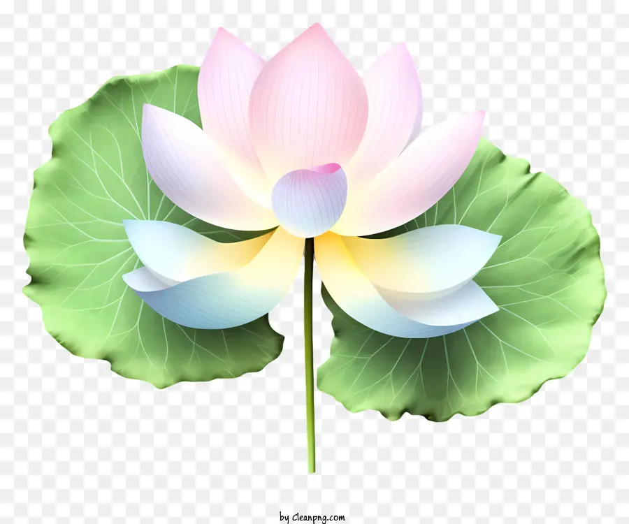 Fleur De Lotus Rose，Fleur De Lotus Sur La Feuille PNG