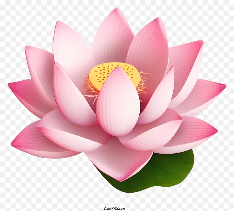 Fleur De Lotus Rose，Pétales Fermés PNG