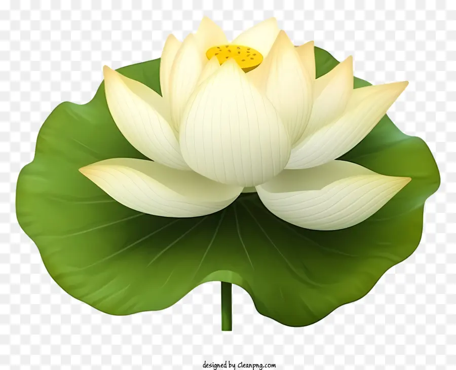 Fleur De Lotus Blanche，Feuille Verte PNG