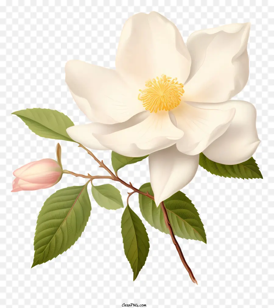 Fleur Blanche，Bourgeons Rose PNG
