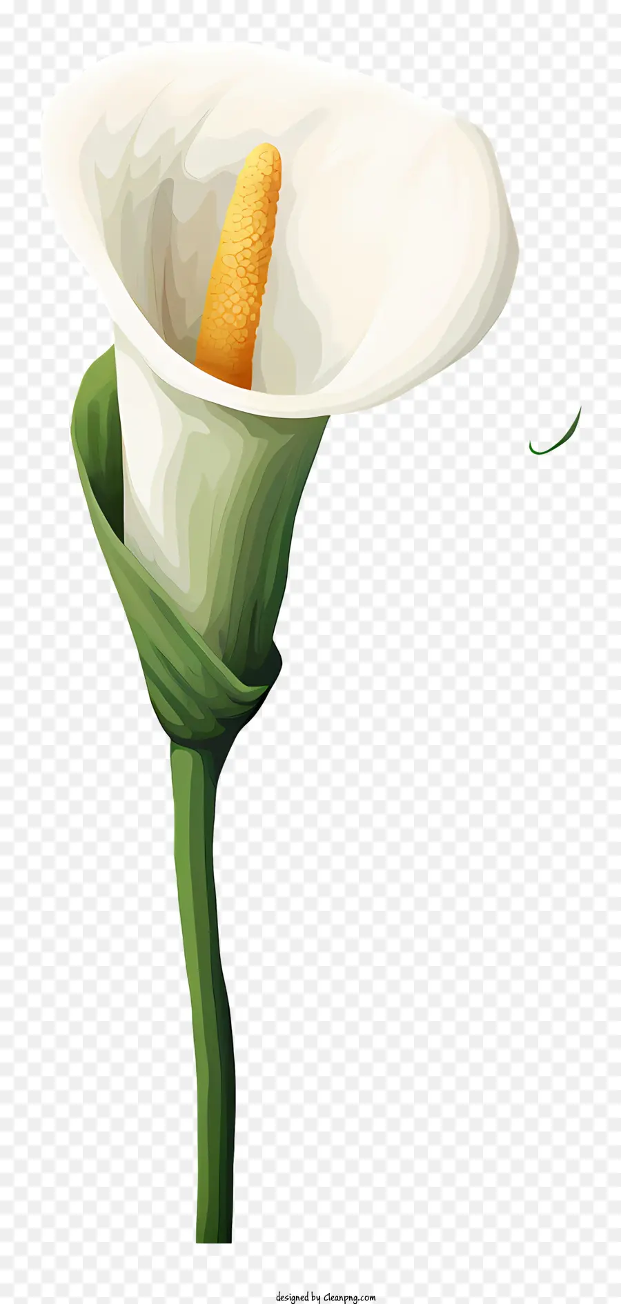 Lys Calla，Lys Calla Blanc PNG