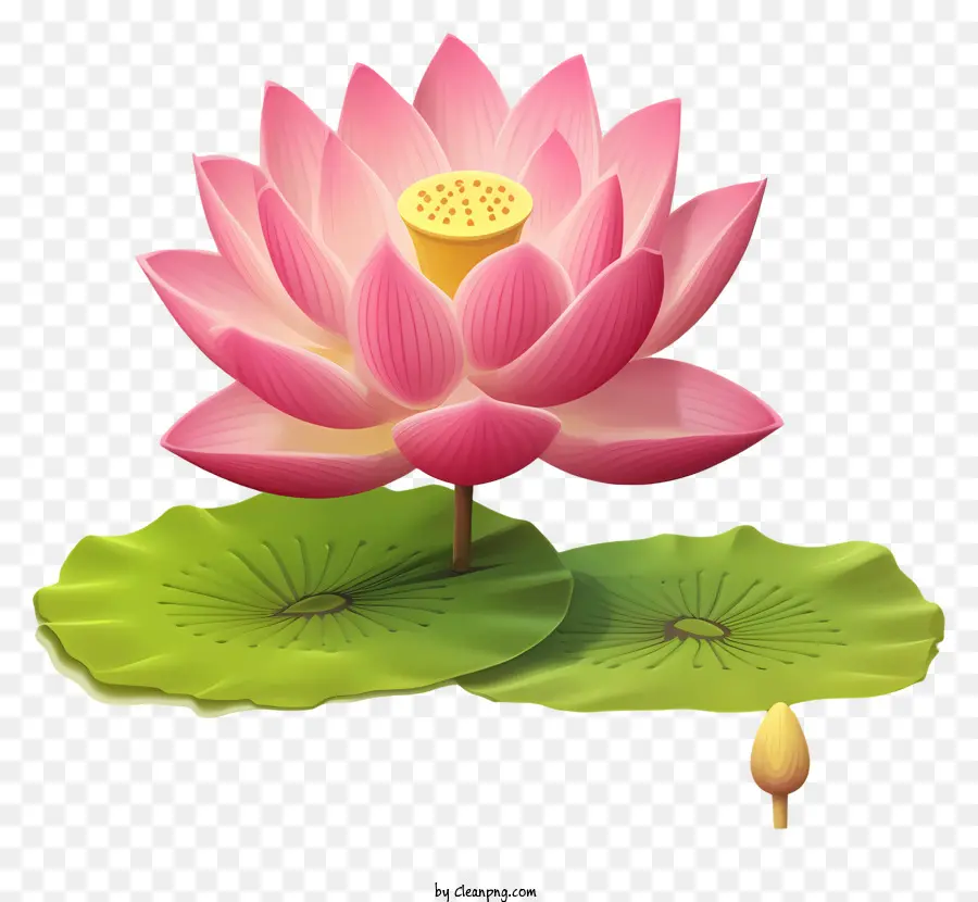 Fleur De Lotus，Pétales PNG