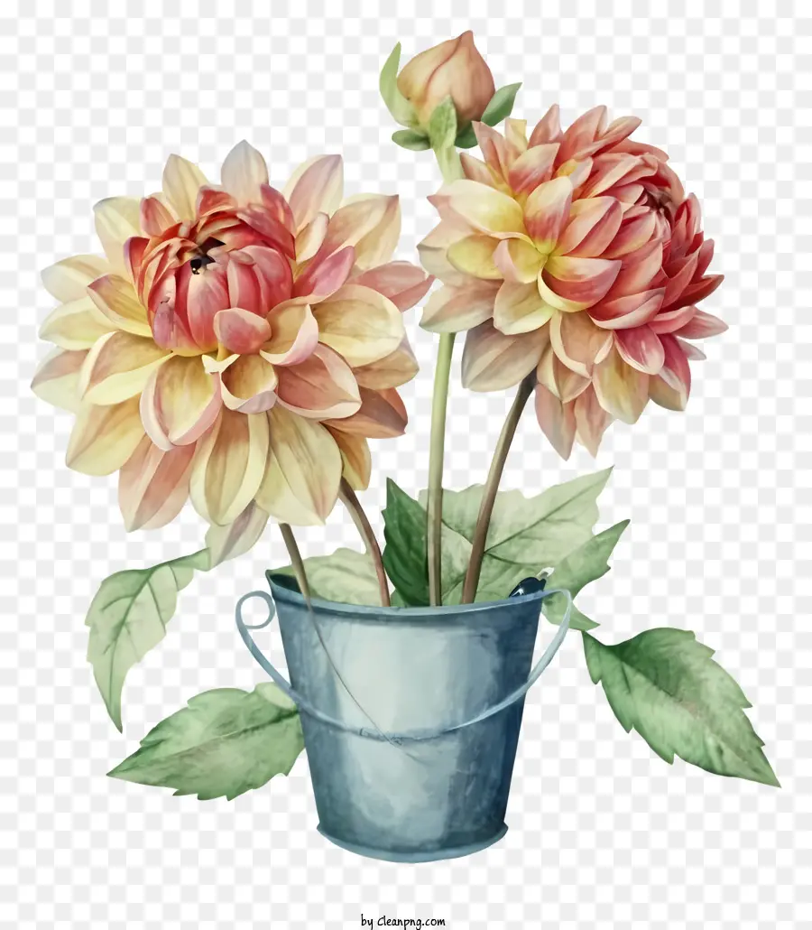 Peinture à L'aquarelle，Fleurs De Dahlia Rose PNG