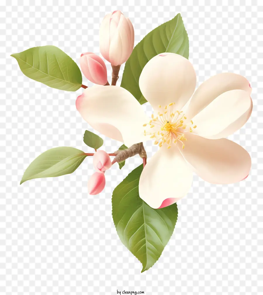 Fleur，Fleur Blanche PNG