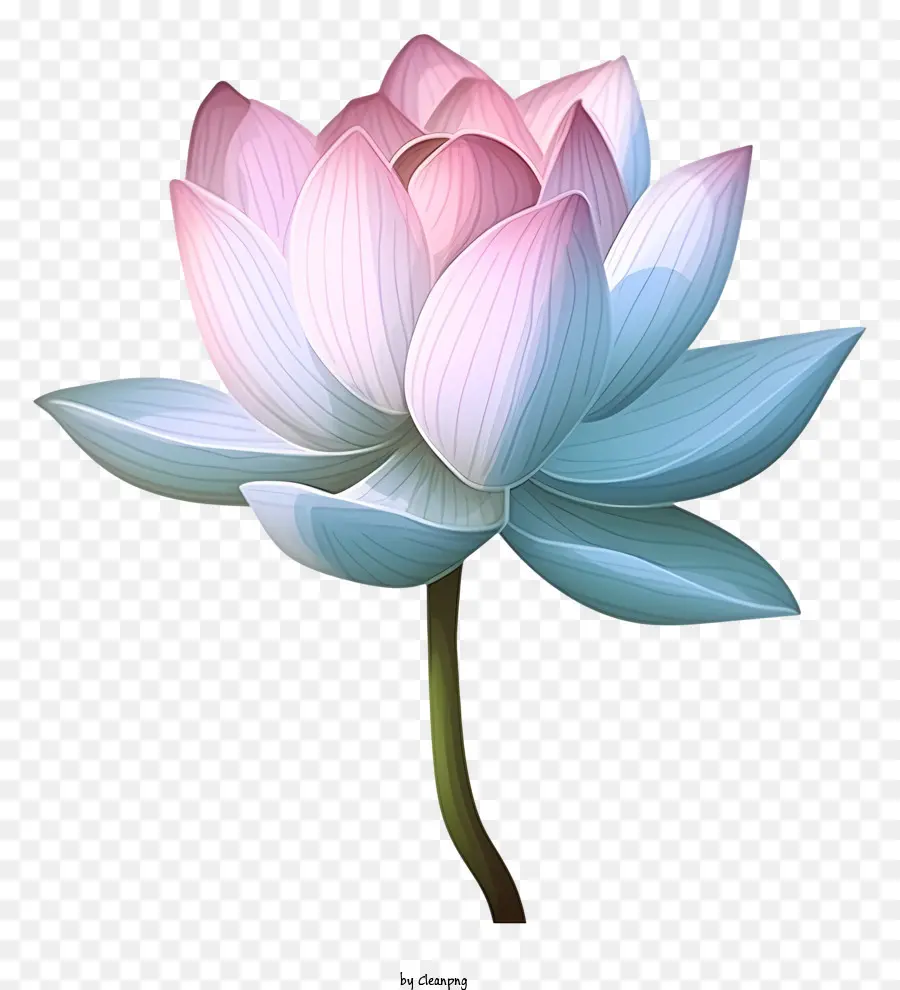 Fleur De Lotus，Fleur De Lotus Rose PNG