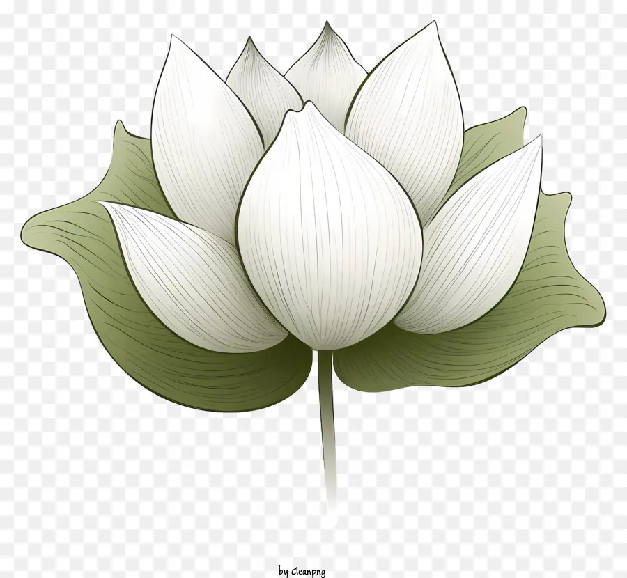Fleur De Lotus，Lotus Blanc PNG