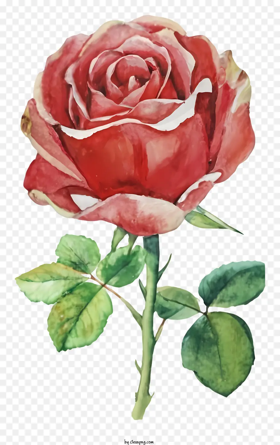 Rose Rouge，Peinture à L'aquarelle PNG