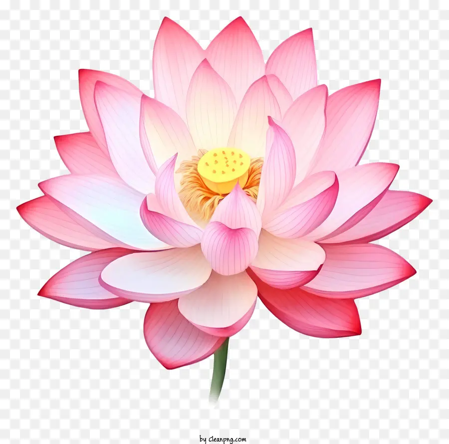 Fleur De Lotus，Symbolisme PNG