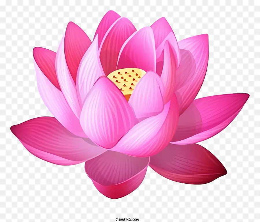 Fleur De Lotus Rose，Lotus Rose PNG