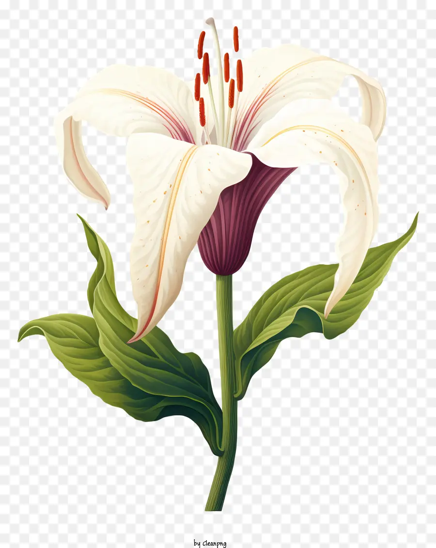 Lys Blanc，Floraison PNG