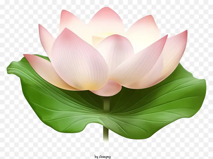 Fleur De Lotus Rose，Fleur Avec De La Tige Et Des Feuilles PNG