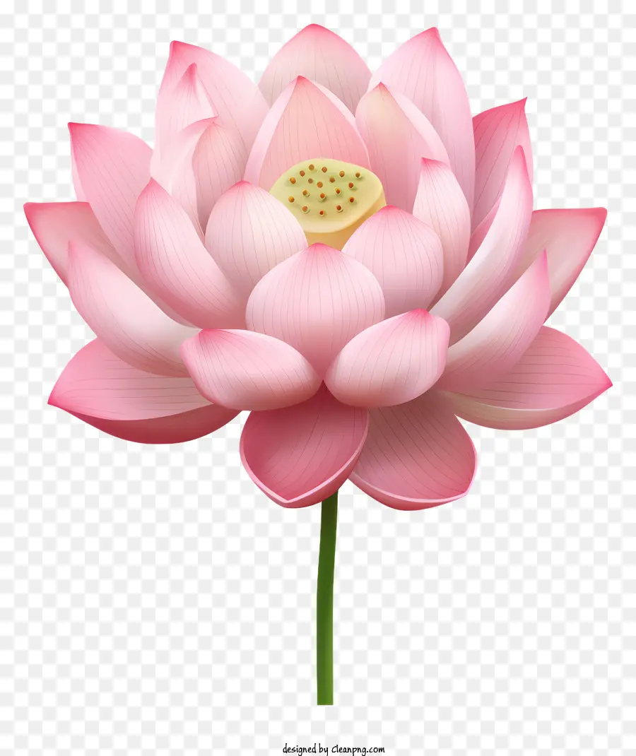 Fleur De Lotus Rose，Centre Blanc PNG
