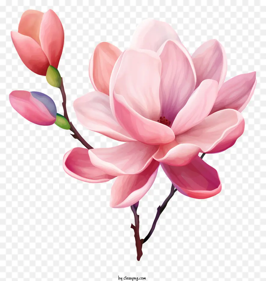 Fleur Rose，Pétales Courbes PNG