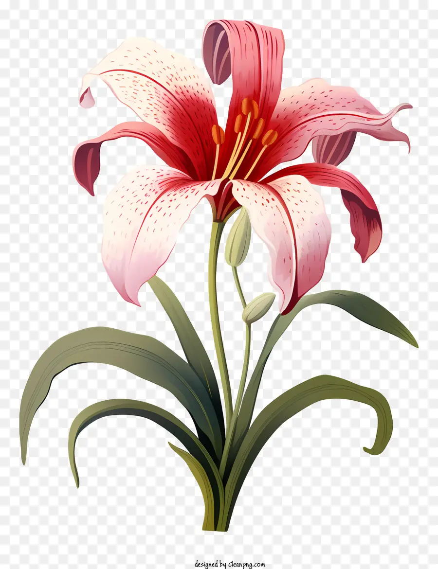 Lys Rose，Lys Orange PNG