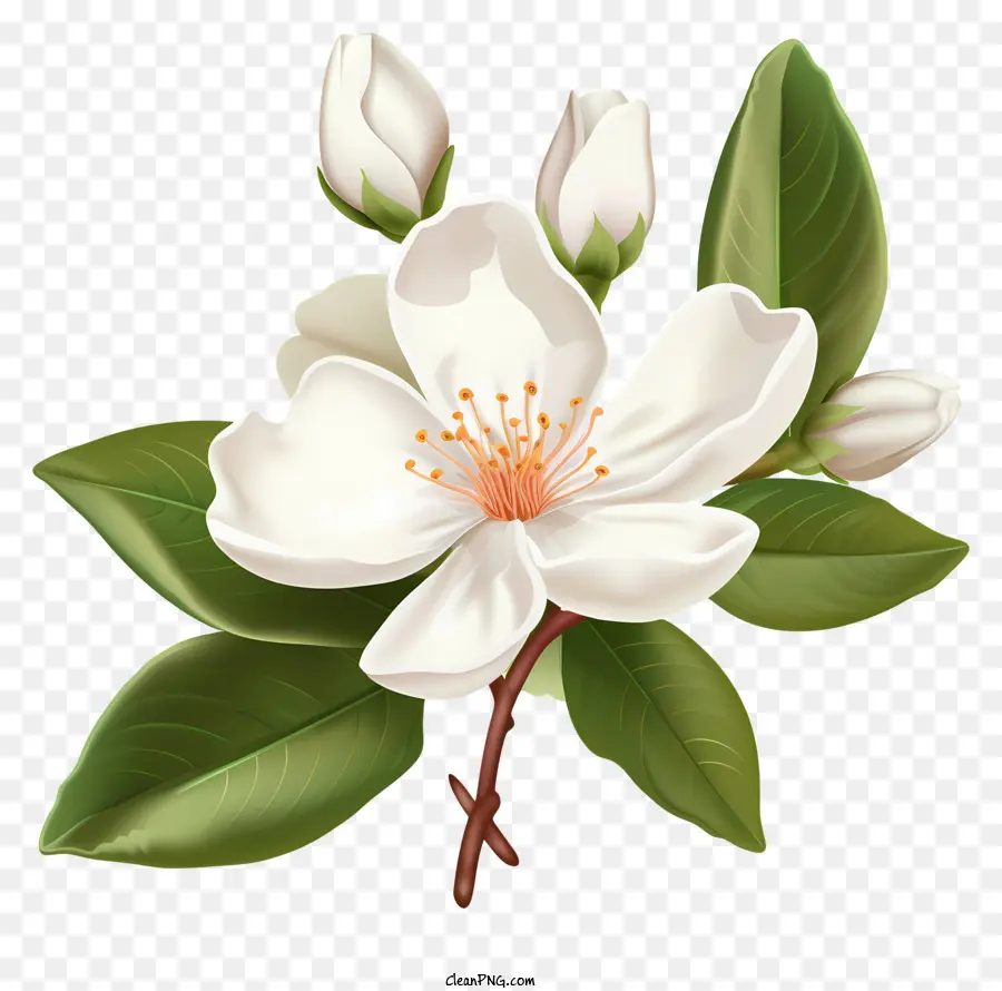 Fleur Blanche，Pétales Blancs PNG
