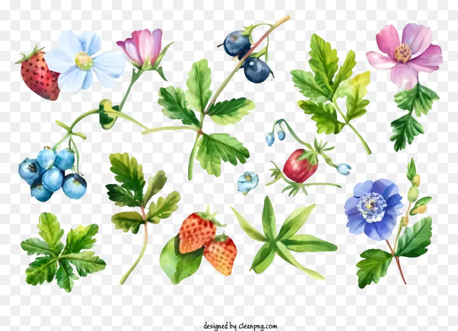 Des Illustrations à L'aquarelle，Fleurs PNG