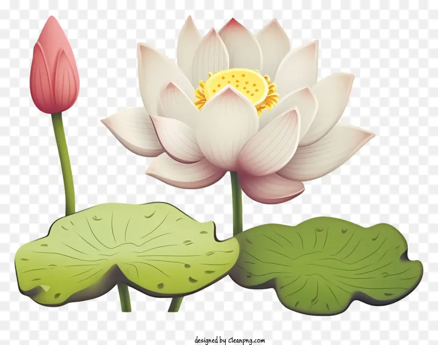 Fleur De Lotus Blanche，Full Bloom Lotus PNG