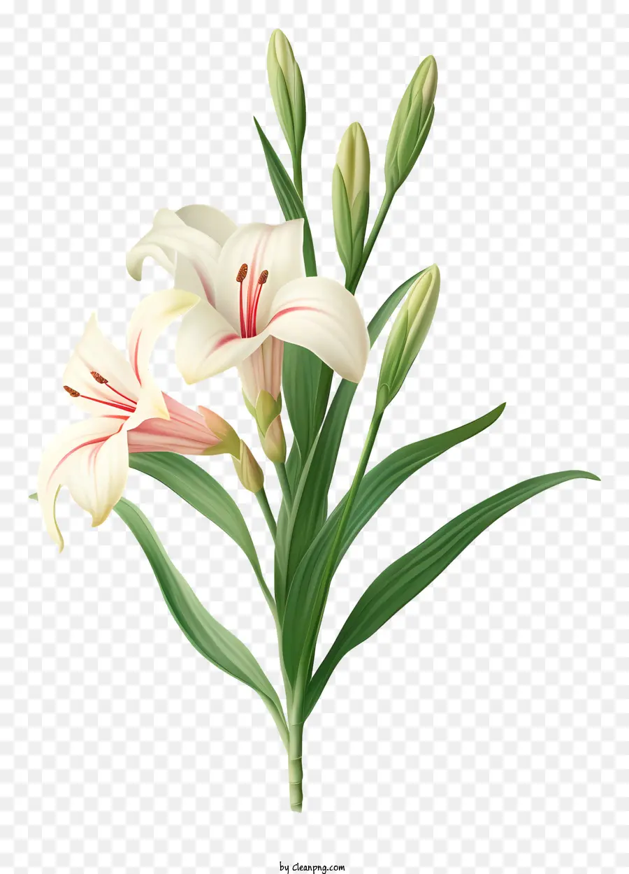 Fleur De Lys，Pétales Blancs PNG