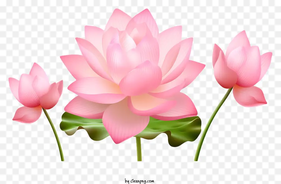 Fleurs De Lotus Rose，Disposition Du Cercle PNG