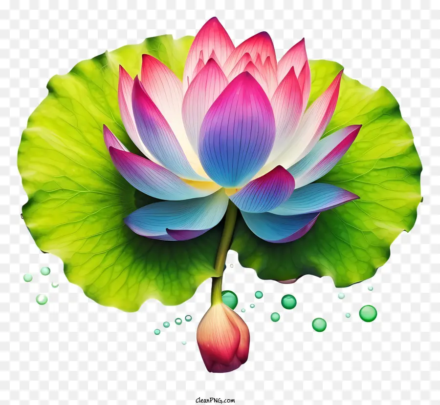 Fleur De Lotus Rose，Fleur De Lotus PNG