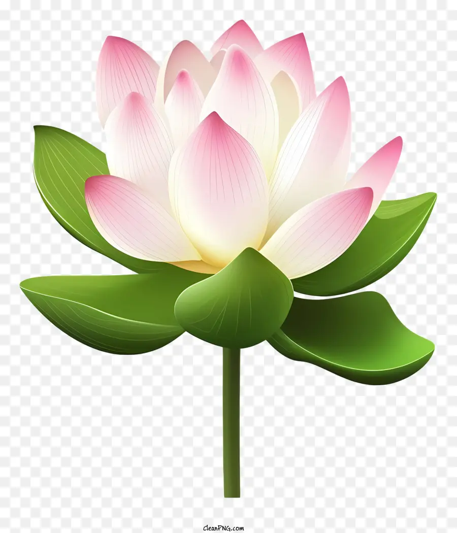 Fleur De Lotus Rose，Feuilles Vertes PNG