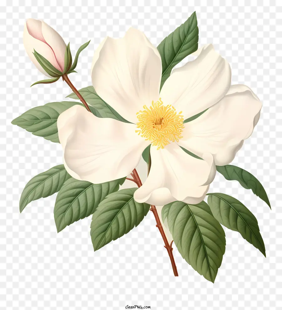 Fleur Blanche，Fleur PNG